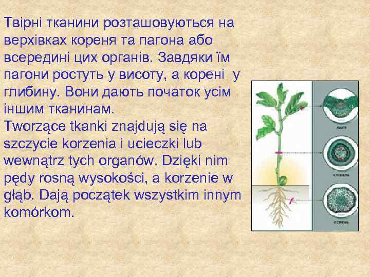 Твірні тканини розташовуються на верхівках кореня та пагона або всередині цих органів. Завдяки їм