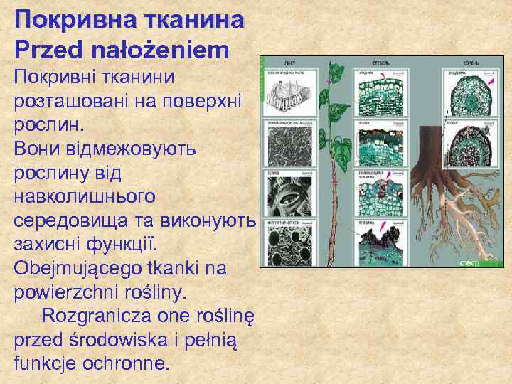 Покривна тканина Przed nałożeniem Покривні тканини розташовані на поверхні рослин. Вони відмежовують рослину від