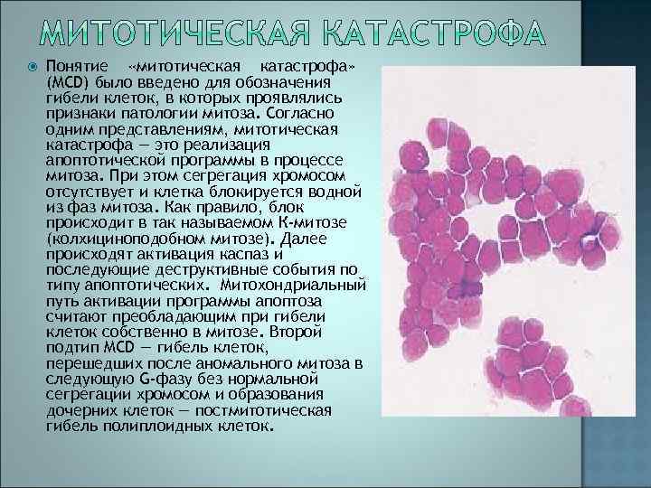  Понятие «митотическая катастрофа» (MCD) было введено для обозначения гибели клеток, в которых проявлялись