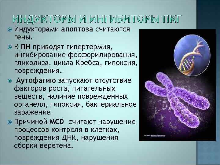 Индукторами апоптоза считаются гены. К ПН приводят гипертермия, ингибирование фосфорилирования, гликолиза, цикла Кребса, гипоксия,