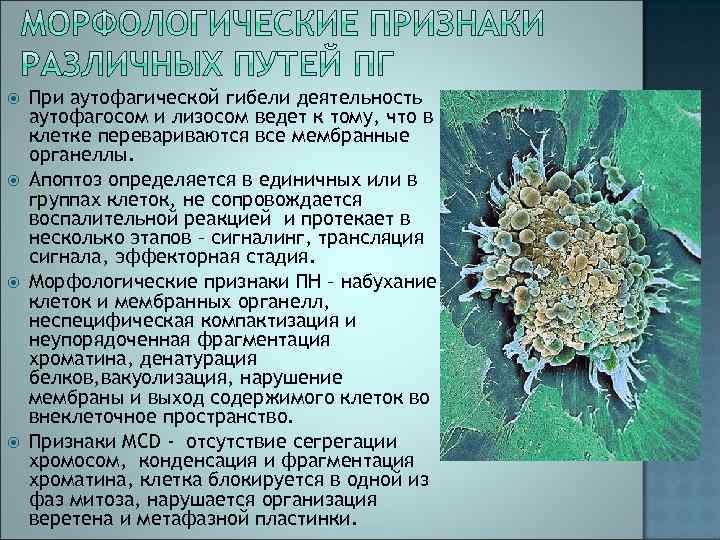  При аутофагической гибели деятельность аутофагосом и лизосом ведет к тому, что в клетке