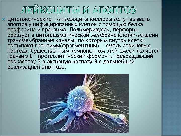  Цитотоксические Т-лимфоциты киллеры могут вызвать апоптоз у инфицированных клеток с помощью белка перфорина