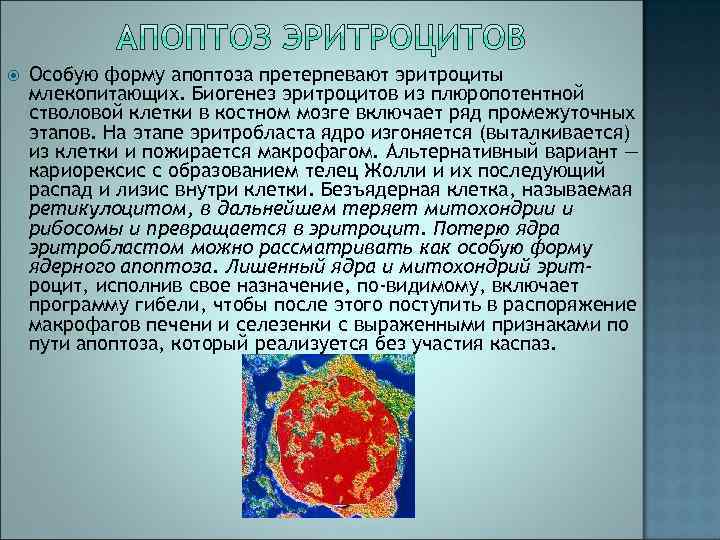  Особую форму апоптоза претерпевают эритроциты млекопитающих. Биогенез эритроцитов из плюропотентной стволовой клетки в
