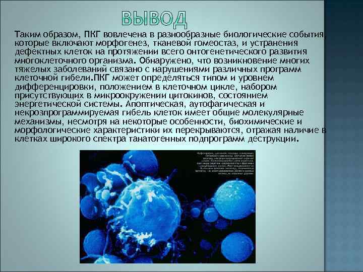 Таким образом, ПКГ вовлечена в разнообразные биологические события, которые включают морфогенез, тканевой гомеостаз, и