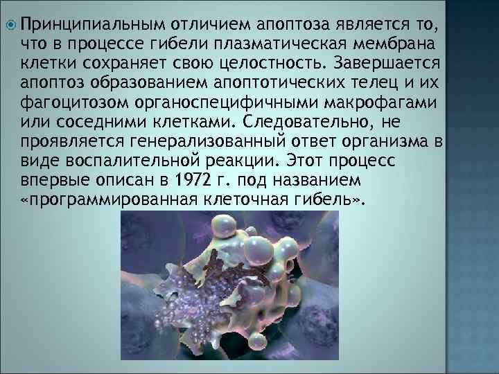  Принципиальным отличием апоптоза является то, что в процессе гибели плазматическая мембрана клетки сохраняет