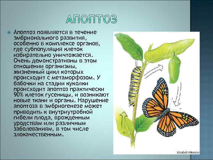  Апоптоз появляется в течение эмбрионального развития, особенно в комплексе органов, где субпопуляция клеток