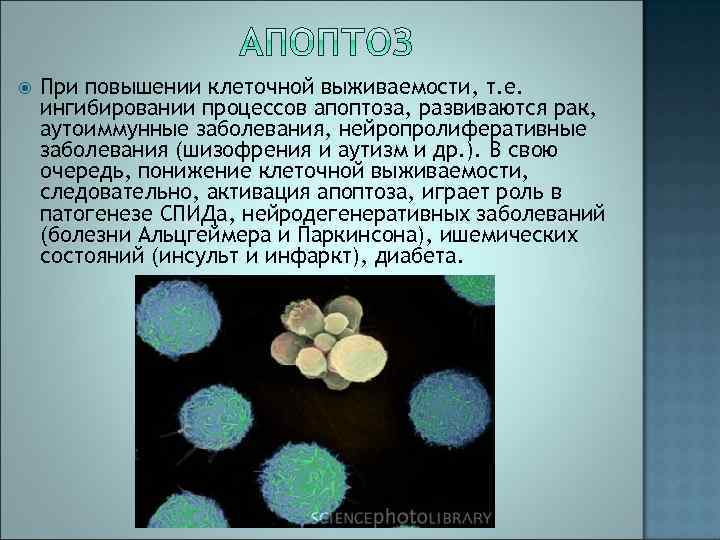  При повышении клеточной выживаемости, т. е. ингибировании процессов апоптоза, развиваются рак, аутоиммунные заболевания,