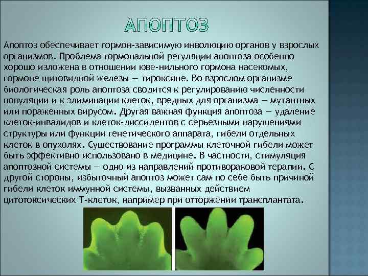Апоптоз обеспечивает гормон-зависимую инволюцию органов у взрослых организмов. Проблема гормональной регуляции апоптоза особенно хорошо