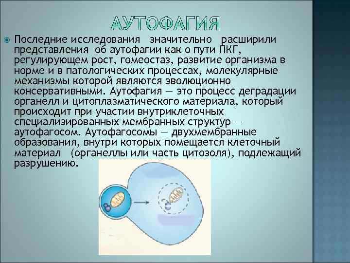  Последние исследования значительно расширили представления об аутофагии как о пути ПКГ, регулирующем рост,