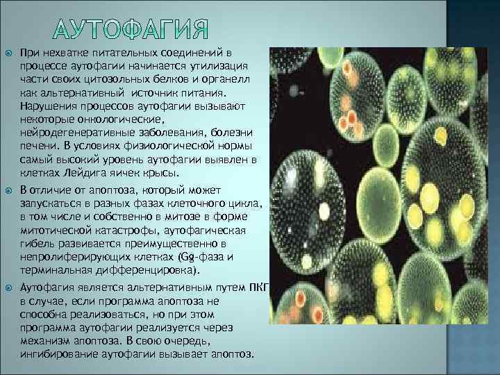  При нехватке питательных соединений в процессе аутофагии начинается утилизация части своих цитозольных белков
