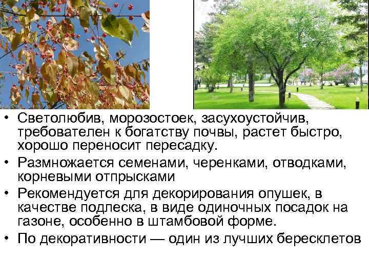  • Светолюбив, морозостоек, засухоустойчив, требователен к богатству почвы, растет быстро, хорошо переносит пересадку.