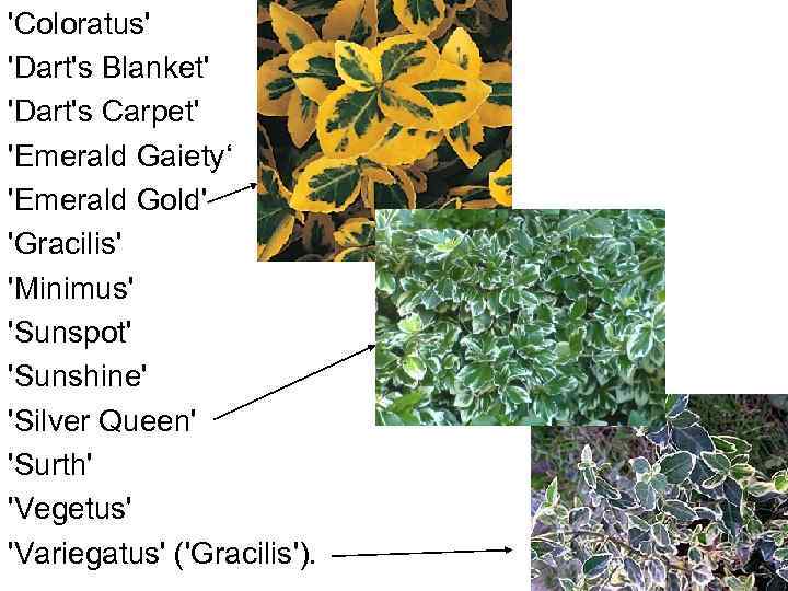 'Coloratus' 'Dart's Blanket' 'Dart's Carpet' 'Emerald Gaiety‘ 'Emerald Gold' 'Gracilis' 'Minimus' 'Sunspot' 'Sunshine' 'Silver