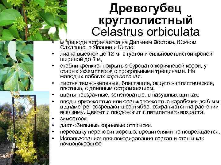 Древогубец круглолистный Celastrus orbiculata • • • В природе встречается на Дальнем Востоке, Южном