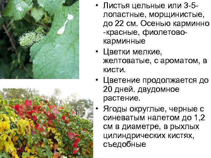  • Листья цельные или 3 -5 лопастные, морщинистые, до 22 см. Осенью карминно