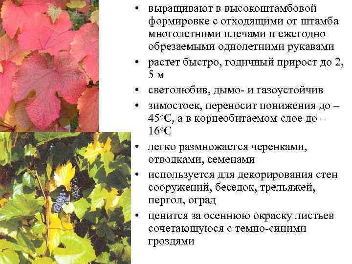  • выращивают в высокоштамбовой формировке с отходящими от штамба многолетними плечами и ежегодно