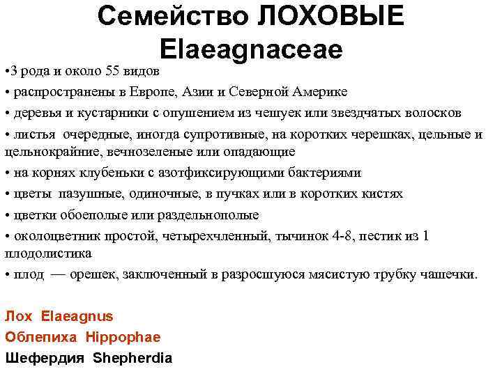 Семейство ЛОХОВЫЕ Elaeagnaceae • 3 рода и около 55 видов • распространены в Европе,