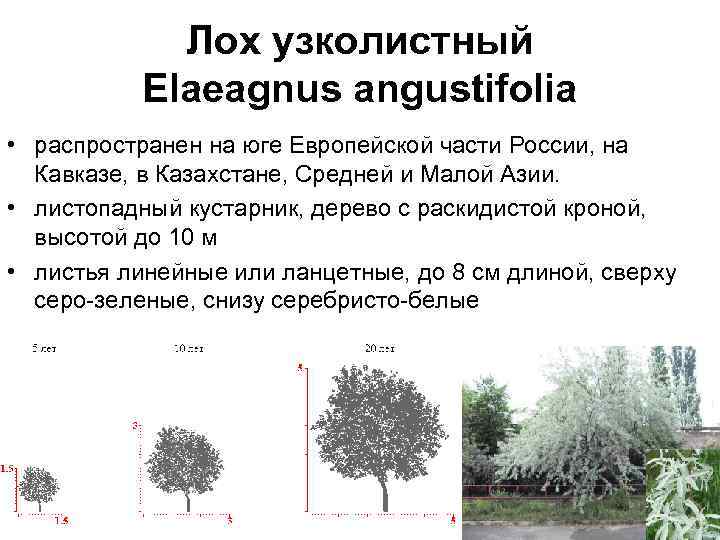 Лох узколистный Elaeagnus angustifolia • распространен на юге Европейской части России, на Кавказе, в