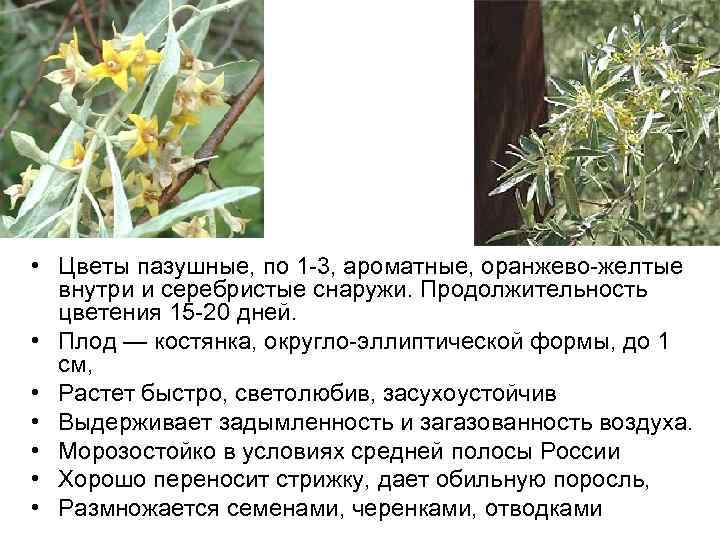  • Цветы пазушные, по 1 -3, ароматные, оранжево-желтые внутри и серебристые снаружи. Продолжительность