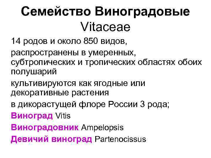 Семейство Виноградовые Vitaceae 14 родов и около 850 видов, распространены в умеренных, субтропических и
