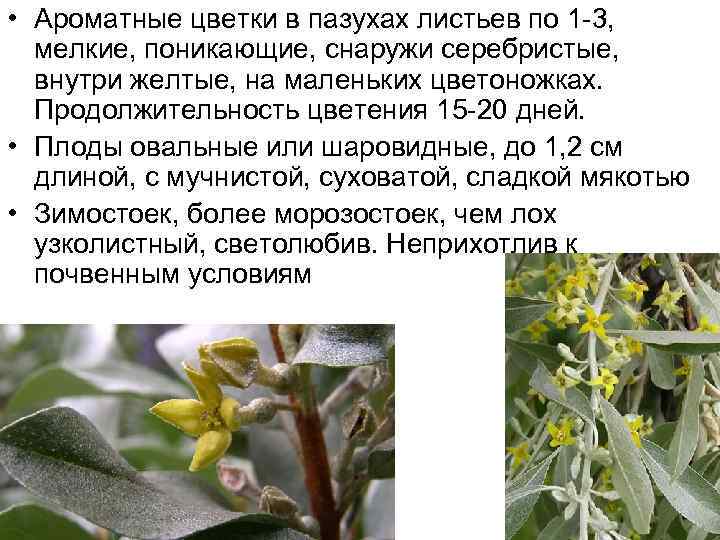  • Ароматные цветки в пазухах листьев по 1 -3, мелкие, поникающие, снаружи серебристые,