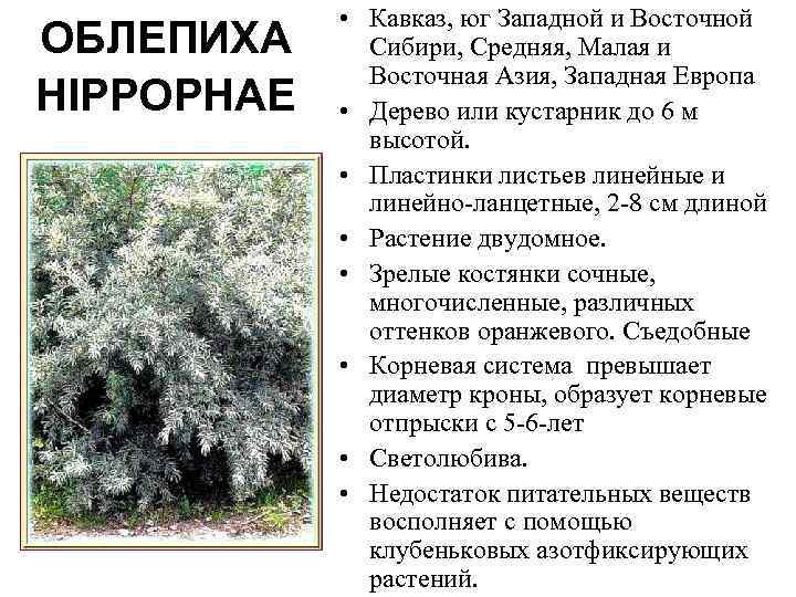 ОБЛЕПИХА HIPPOPHAE • Кавказ, юг Западной и Восточной Сибири, Средняя, Малая и Восточная Азия,