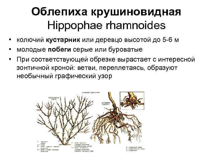 Какие корни у облепихи фото