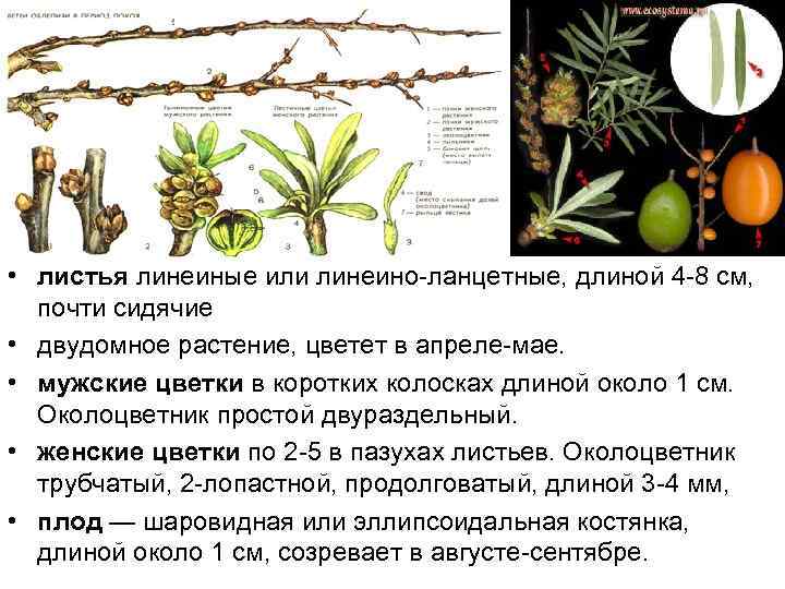 • листья линейные или линейно-ланцетные, длиной 4 -8 см, почти сидячие • двудомное