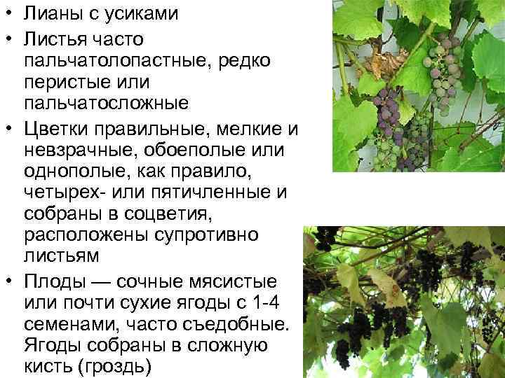  • Лианы с усиками • Листья часто пальчатолопастные, редко перистые или пальчатосложные •