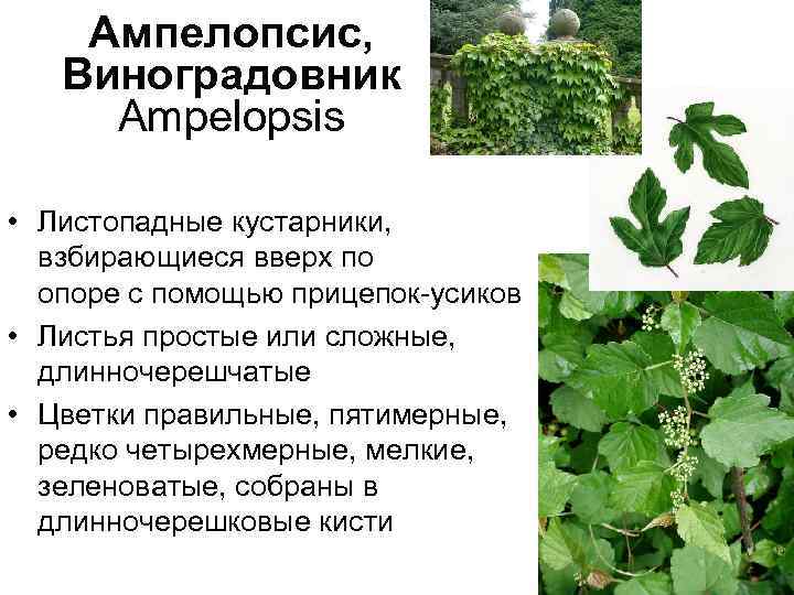 Ампелопсис, Виноградовник Ampelopsis • Листопадные кустарники, взбирающиеся вверх по опоре с помощью прицепок-усиков •