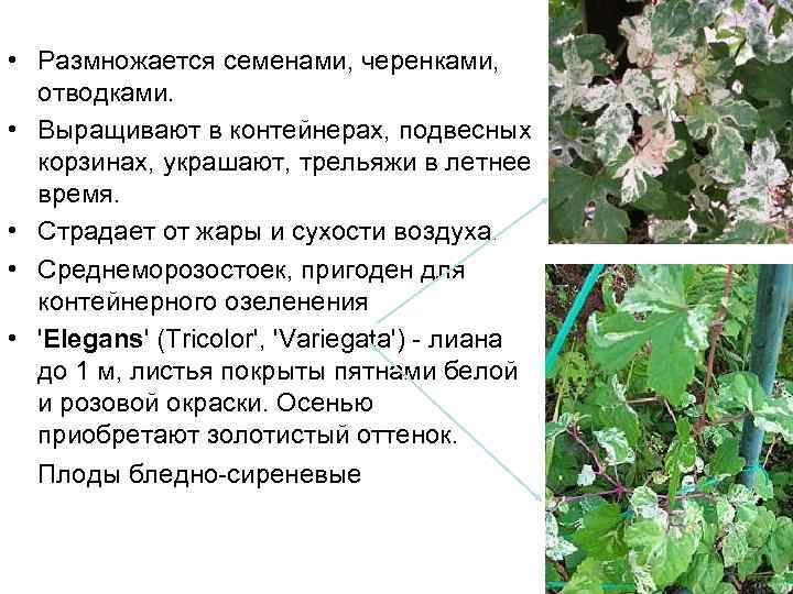  • Размножается семенами, черенками, отводками. • Выращивают в контейнерах, подвесных корзинах, украшают, трельяжи