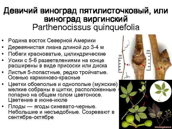 Девичий виноград пятилисточковый, или виноград виргинский Parthenocissus quinquefolia • • Родина восток Северной Америки