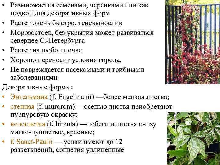  • Размножается семенами, черенками или как подвой для декоративных форм • Растет очень