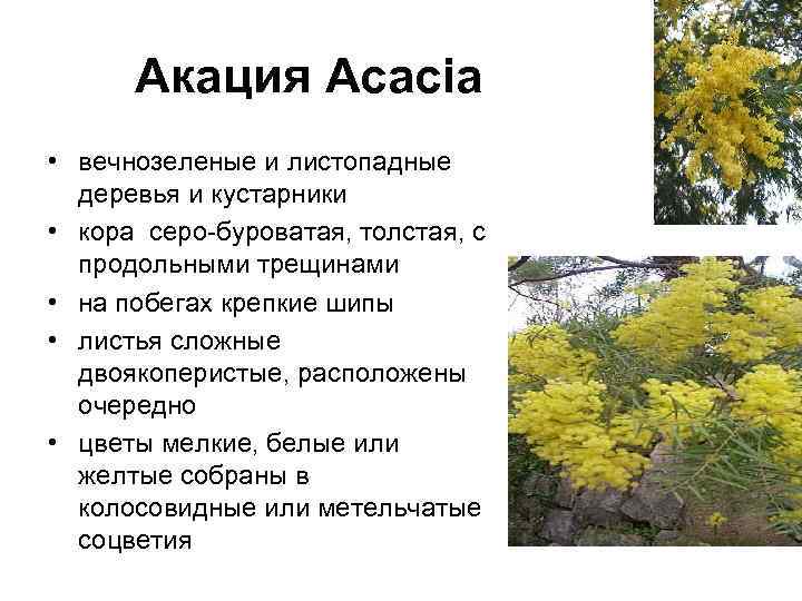 Акация Acacia • вечнозеленые и листопадные деревья и кустарники • кора серо-буроватая, толстая, с