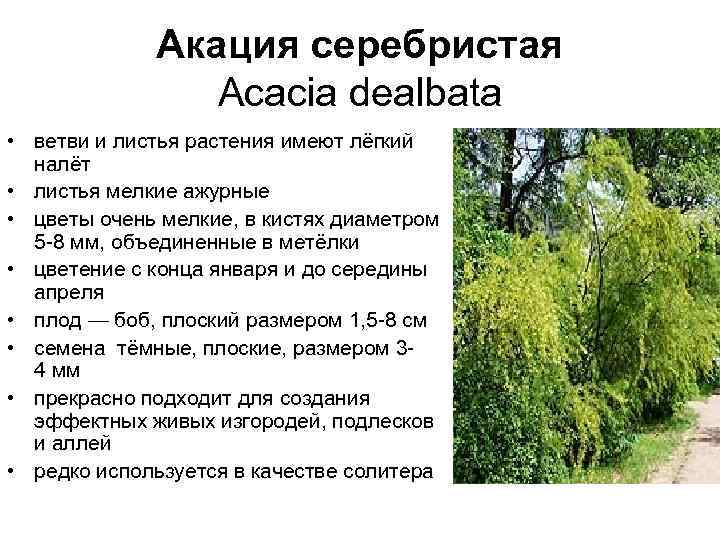 Акация серебристая Acacia dealbata • ветви и листья растения имеют лёгкий налёт • листья