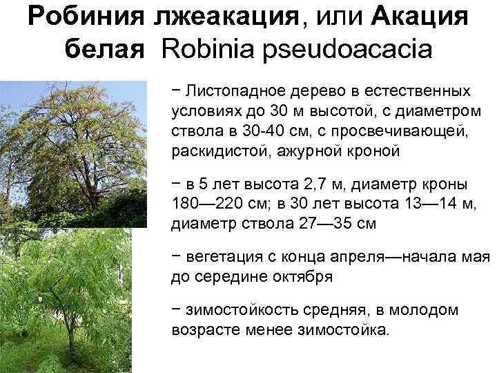 Робиния лжеакация, или Акация белая Robinia pseudoacacia − Листопадное дерево в естественных условиях до