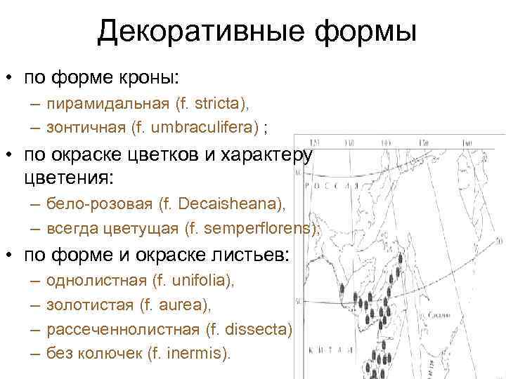 Декоративные формы • по форме кроны: – пирамидальная (f. stricta), – зонтичная (f. umbraculifera)