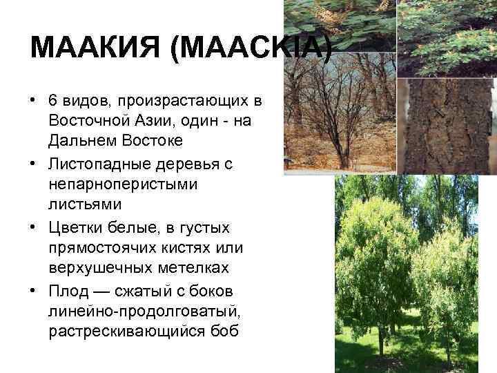 МААКИЯ (MAACKIA) • 6 видов, произрастающих в Восточной Азии, один - на Дальнем Востоке