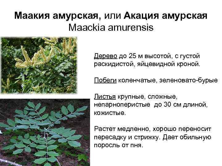 Маакия амурская, или Акация амурская Мaackia amurensis Дерево до 25 м высотой, с густой