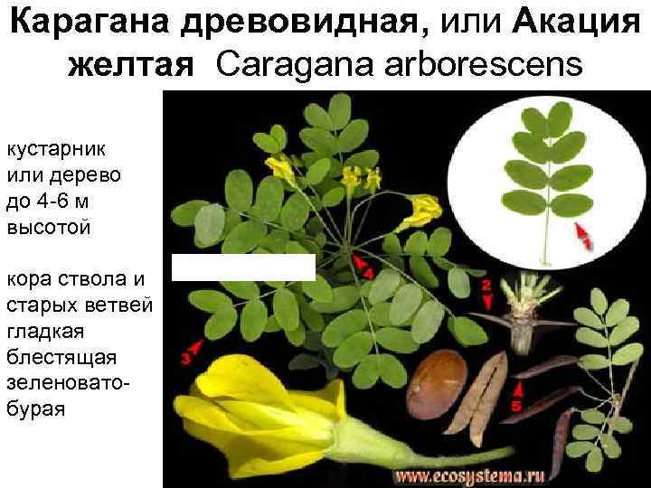 Карагана древовидная, или Акация желтая Сaragana arborescens кустарник или дерево до 4 -6 м