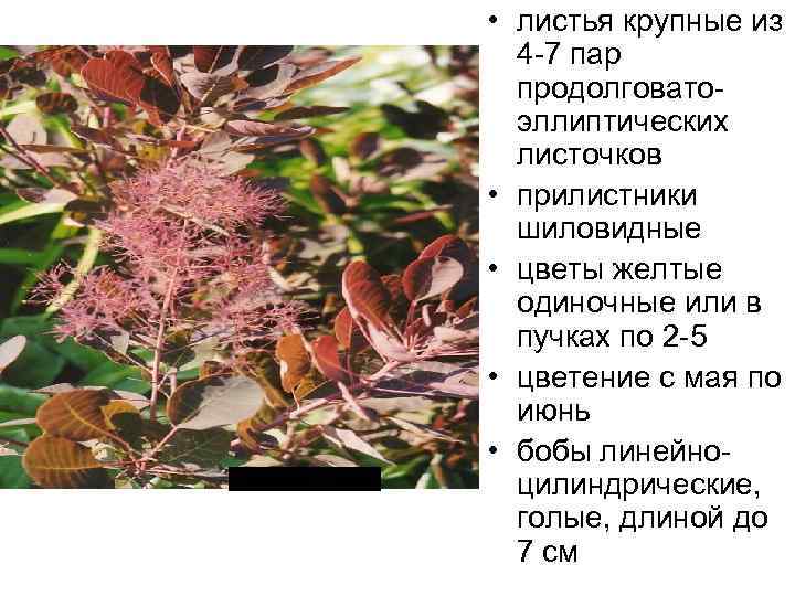  • листья крупные из 4 -7 пар продолговатоэллиптических листочков • прилистники шиловидные •