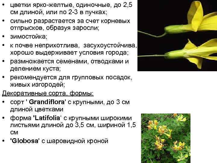  • цветки ярко-желтые, одиночные, до 2, 5 см длиной, или по 2 -3