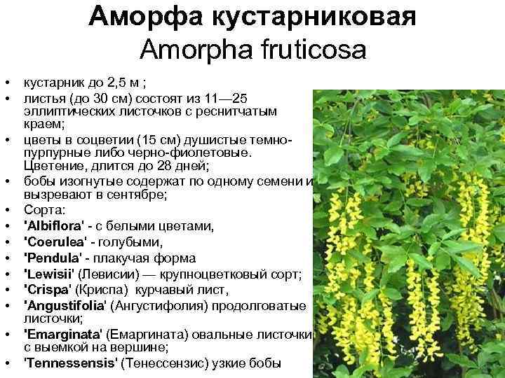 Аморфа кустарниковая Amorpha fruticosa • • • • кустарник до 2, 5 м ;