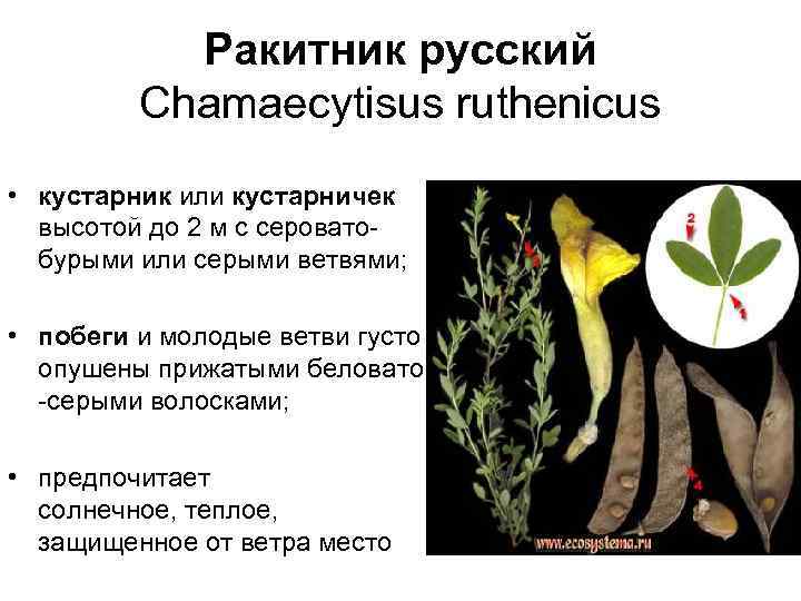 Ракитник русский Chamaecytisus ruthenicus • кустарник или кустарничек высотой до 2 м с сероватобурыми