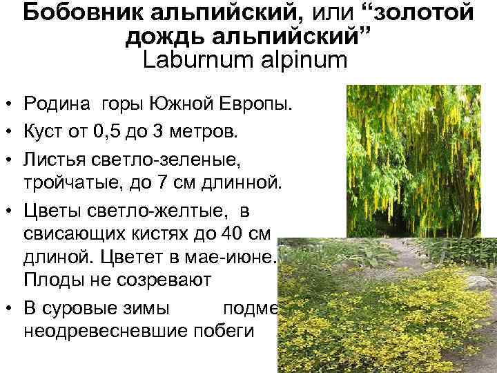 Бобовник альпийский, или “золотой дождь альпийский” Laburnum alpinum • Родина горы Южной Европы. •