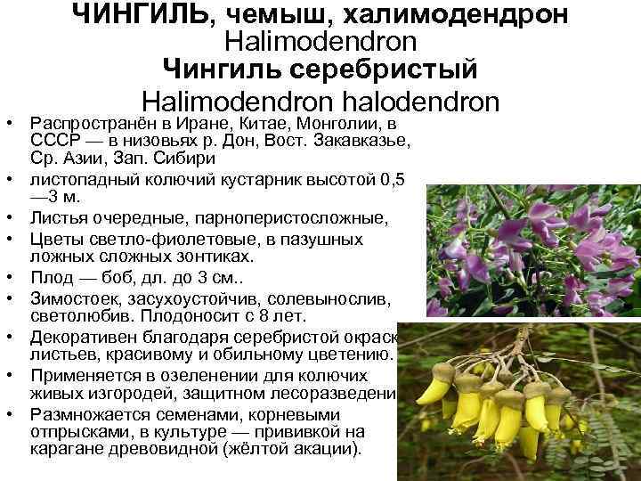 ЧИНГИЛЬ, чемыш, халимодендрон Halimodendron Чингиль серебристый Halimodendron halodendron • Распространён в Иране, Китае, Монголии,