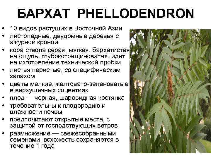 БАРХАТ PHELLODENDRON • 10 видов растущих в Восточной Азии • листопадные, двудомные деревья с