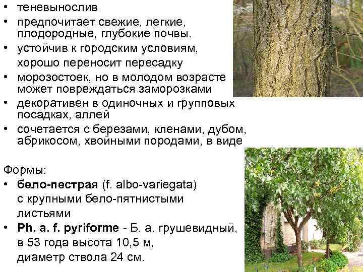  • теневынослив • предпочитает свежие, легкие, плодородные, глубокие почвы. • устойчив к городским