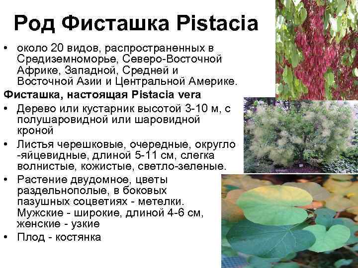 Род Фисташка Pistacia • около 20 видов, распространенных в Средиземноморье, Северо-Восточной Африке, Западной, Средней