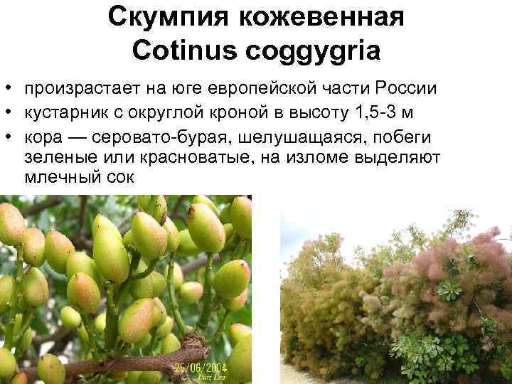 Скумпия кожевенная Cotinus coggygria • произрастает на юге европейской части России • кустарник с