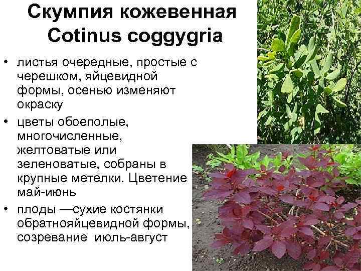 Скумпия кожевенная Cotinus coggygria • листья очередные, простые с черешком, яйцевидной формы, осенью изменяют